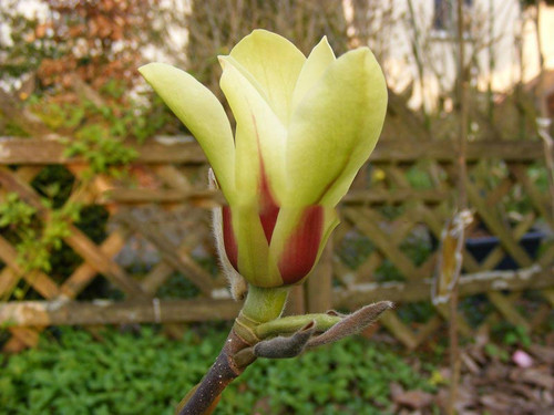 Magnolia pośrednia (Magnolia soulangeana) Sunrise c5 20-40cm 1