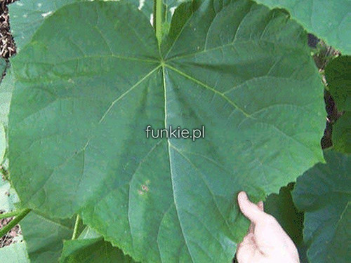 Paulownia puszysta (Paulownia tomentosa) c1 60 cm 5