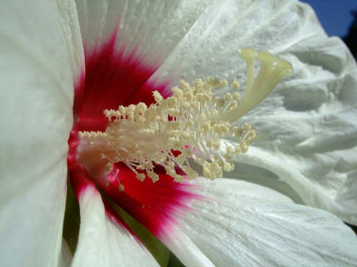 Hibiskus bylinowy (Hibiscus) Old Yella sadzonka 1