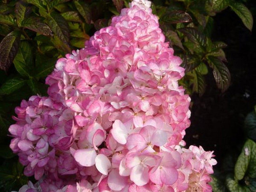 Hortensja bukietowa na pniu (Hydrangea) Vanille Fraise c3 60-90cm 2