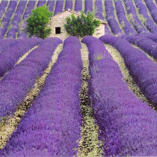 Lawenda wąskolistna (Lavendula angustifolia) Dark Hidcote Blue sadzonka