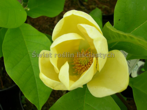 Magnolia Yellow Bird c12 130-150cm 5