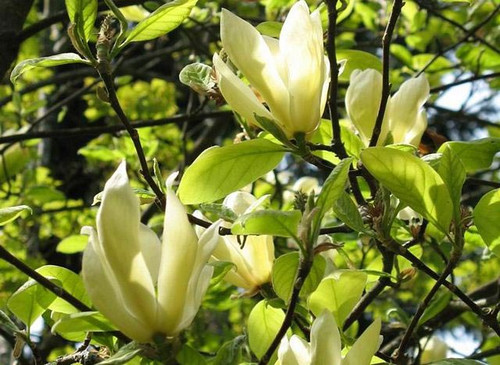 Magnolia Elizabeth - żółty rarytas c5 30-60 cm 1