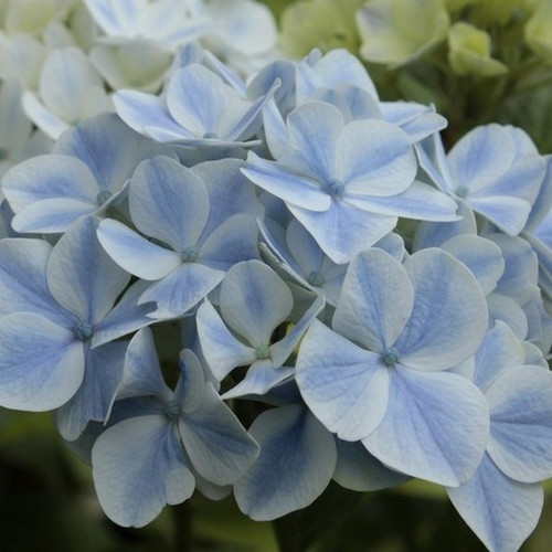 Hortensja ogrodowa (Hydrangea) Peppermint (Forever & Ever) c3 25-35cm 7