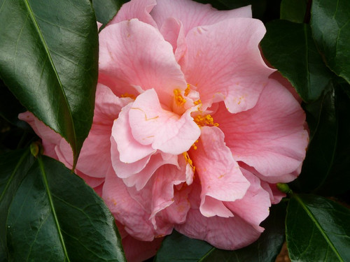 Kamelia japońska (Camellia japonica) Tiffany c4 120-150cm 2