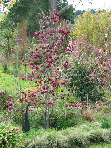 Magnolia Genie- powtarza kwitnienie sadzonka 130-160 cm c3 2