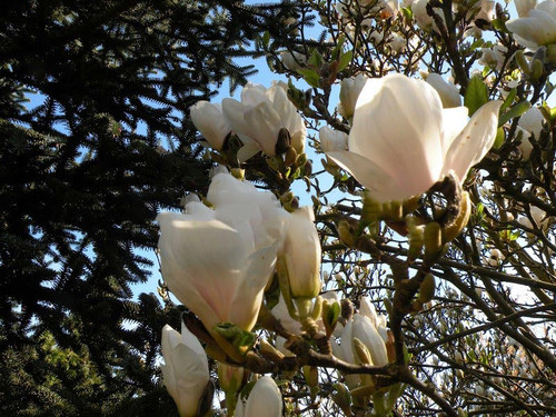 Magnolia pośrednia (Magnolia soulangeana) Superba c3 90-110cm 1