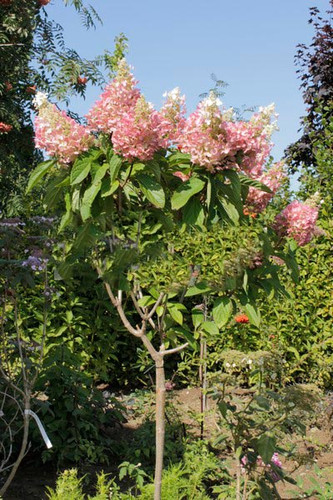 Hortensja bukietowa na pniu (Hydrangea) Pinky Winky c5 70-90cm 2
