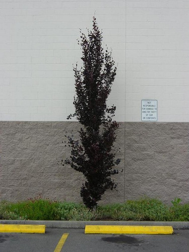 Buk czerwonolistny kolumnowy (Fagus sylvatica) Dawyck Purple c4 70-90cm 2