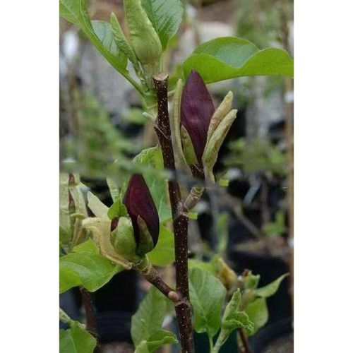 Magnolia denudata Black Beauty c5 60-80cm 5