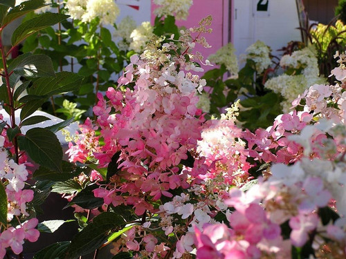 Hortensja bukietowa (Hydrangea) Pinky Winky c3 20-40cm 5