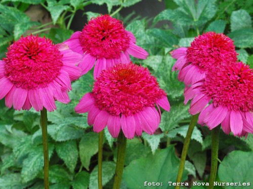 d06f578f7d94d3be513fb40a75e9b3c6