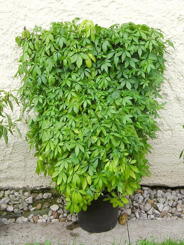 Jiaogulan (Gynostemma pentaphyllum) zioło sadzonka 2