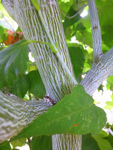 Klon zielonokory (Acer tegmentosum) c3 60-90cm 1