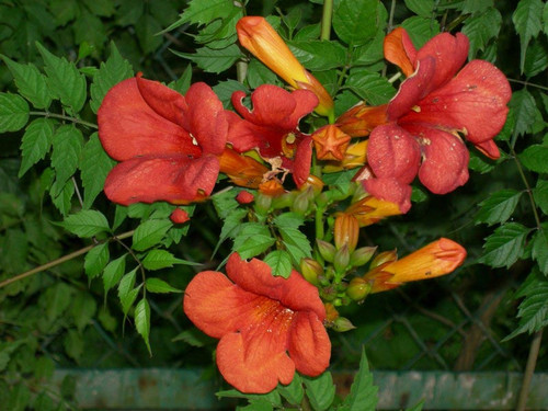 Milin amerykański (Campsis) Flamenco - roślina pnąca 80-100cm 1