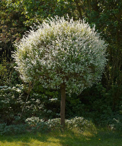 Wierzba (Salix integra) Hakuro Nishiki na pniu 100cm 4