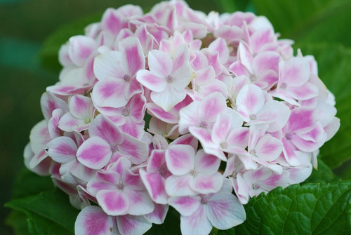 Hortensja ogrodowa (Hydrangea) Peppermint (Forever & Ever) c3 25-35cm 1