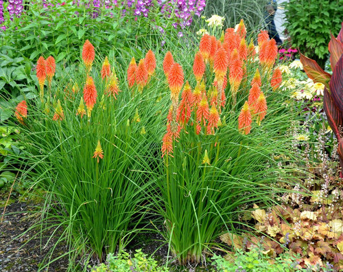 Trytoma (Kniphofia) Papaya Popsicle sadzonka 1