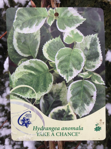 Hortensja pnąca (Hydrangea petioralis) Take a Chance c2 80-100cm 1