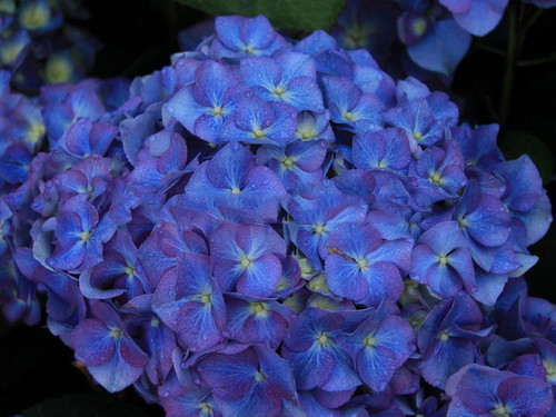 Hortensja ogrodowa (Hydrangea) seria Everbloom Blue Heaven c3 7