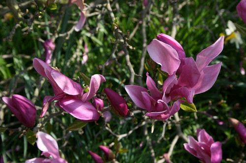Magnolia Apollo c3 70-80cm 4