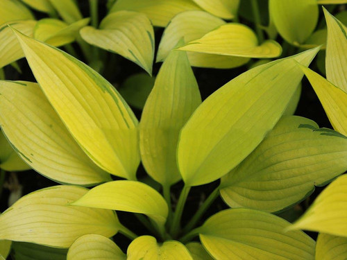 Funkia (Hosta) June Fever sadzonka