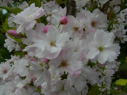 wiśnia piłkowana - Prunus serrulata  Amanogawa 60-70 cm 5