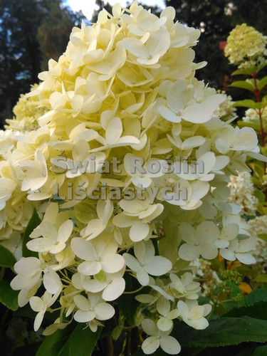 Hortensja bukietowa (Hydrangea) Sweet Summer c3 40-60cm 1