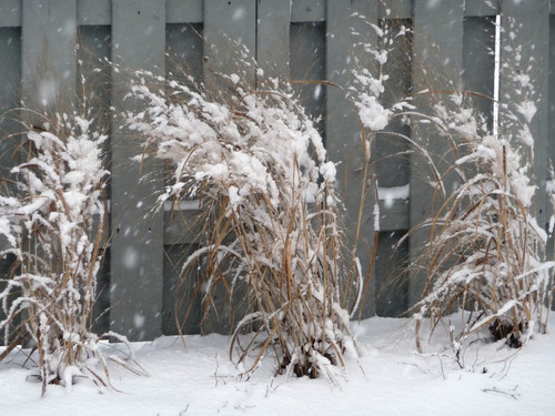 Proso rózgowate (Panicum virgatum) Northwind sadzonka 7