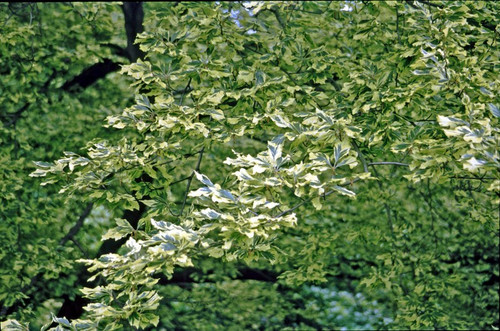 Buk pospolity (Fagus sylvatica) Albovariegata c3 90-110cm 3