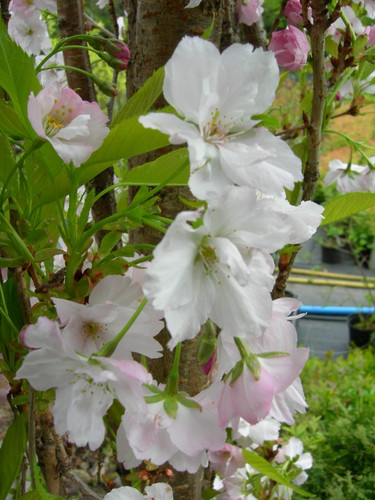wiśnia piłkowana - Prunus serrulata  Amanogawa 60-70 cm 2