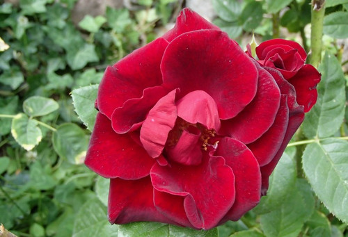 Róża pnąca Farruca czerwona c4 60-90cm 1