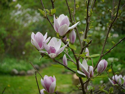 Magnolia Fragrant Cloud c3 50-80cm 4