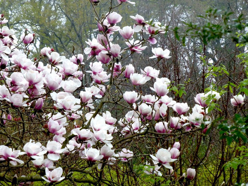 Magnolia Athene c3 45-70cm 2