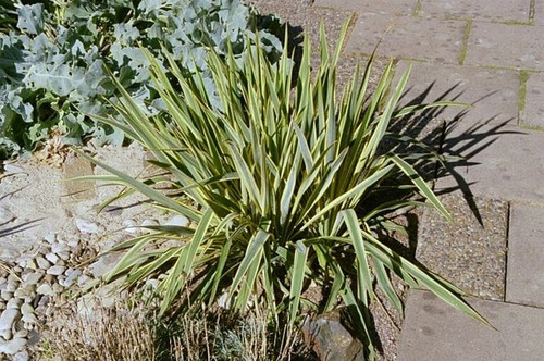 Juka (Yucca filamentosa) Bright  Edge sadzonka 8