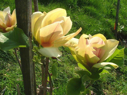 Magnolia Sunsation c5 90-120cm 1