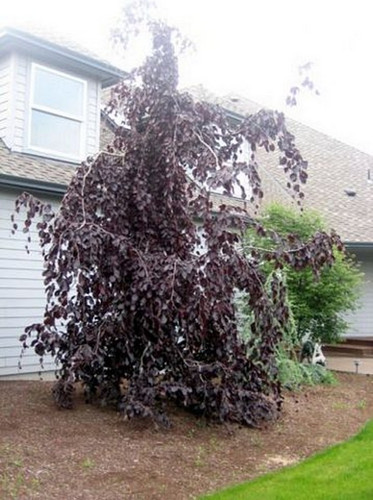 Buk kolumnowy czerwonolist. (Fagus sylvatica) Purple Fountain c4 60-80cm 2