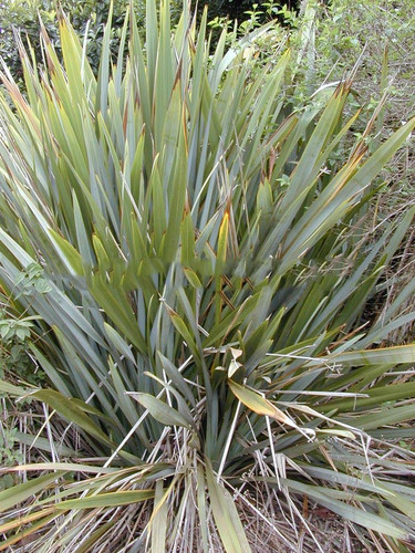 Len nowozelandzki, tęgosz mocny (Phormium tenax) zielonolistny sadzonka 4