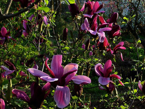 Magnolia purpurowa Nigra c2 70-90cm 3