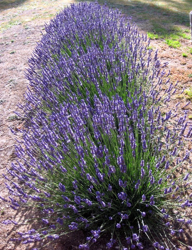 Lawenda wąskolistna (Lavendula angustifolia) Dark Hidcote Blue sadzonka 1