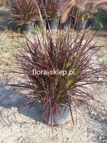 rozplenica japońska - Pennisetum sataceum Rubrum 5