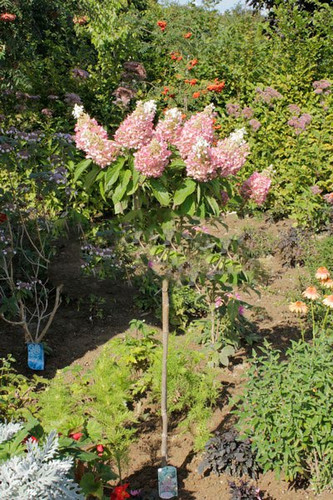 Hortensja bukietowa na pniu (Hydrangea) Pinky Winky c5 70-90cm 3