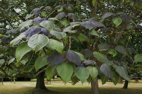 Katalpa, surmia (Catalpa x erubescens) Purpurea c7 w formie drzewa 90-130cm 1