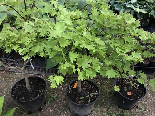 Klon Shirasawy (Acer shirasawum) Aureum c7,5 60-90 cm 9