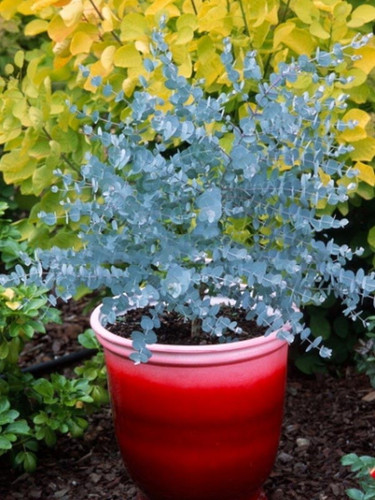 Eukaliptus niebieski (Eukaliptus gunnii) sadzonka 50-70cm 3
