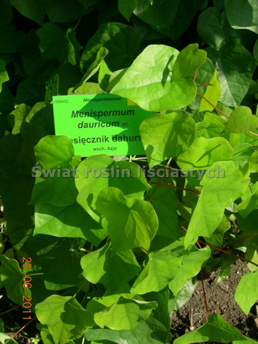 Miesięcznik dahurski (Menispermum davuricum) c2 80-100cm 2