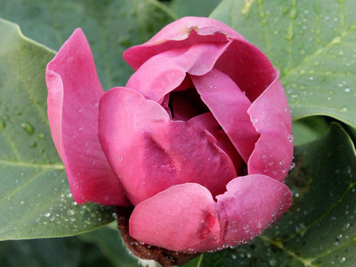 Magnolia Black Tulip c4 140-180cm 5