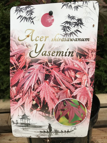 Klon Shirasawy (Acer shirasawum) Jasemin c3 140-150 cm 5