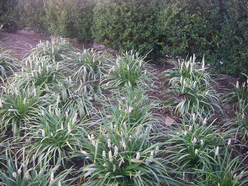 Liriope szafirkowe (Liriope muscari) Monroe White sadzonka 1