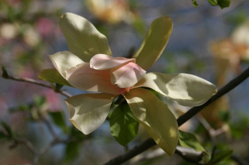 Magnolia Flamingo c3 100-130cm 3